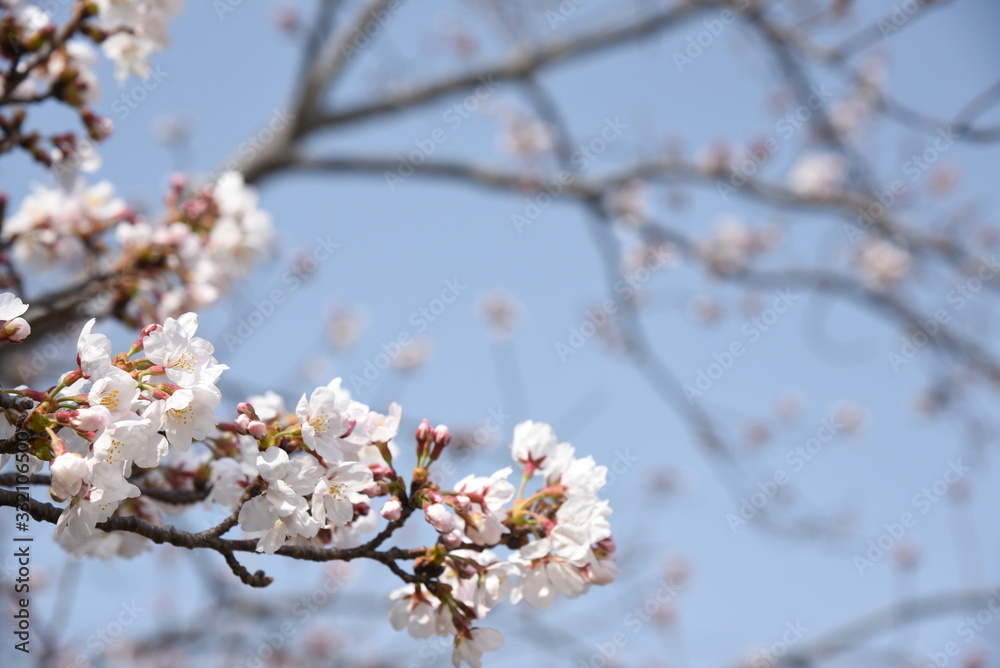 桜