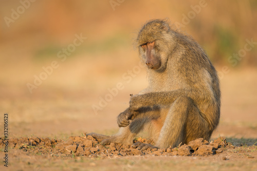 Digging for lunch