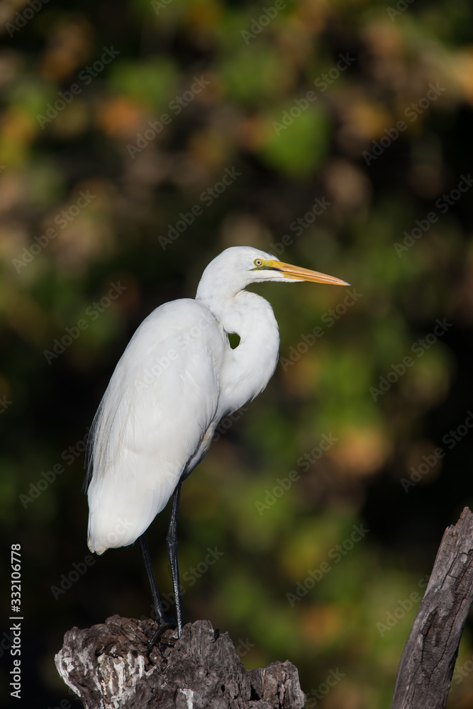 Great white egret sitting on log over Chobe river Great white egret sitting on log over Chobe river