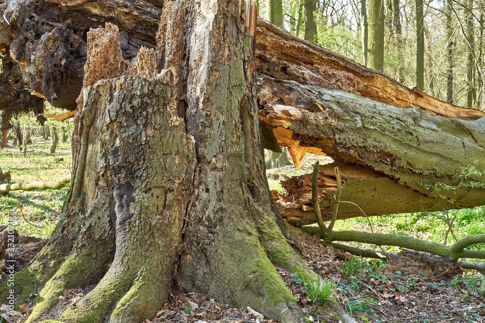 A huge beech tree felled by the storm. She was completely rotten A huge beech tree felled by the storm. She was completely rotten