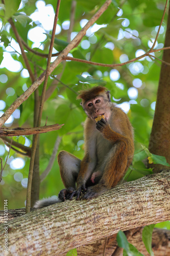 Monkey in the natural environment, sitting on a tree branch.