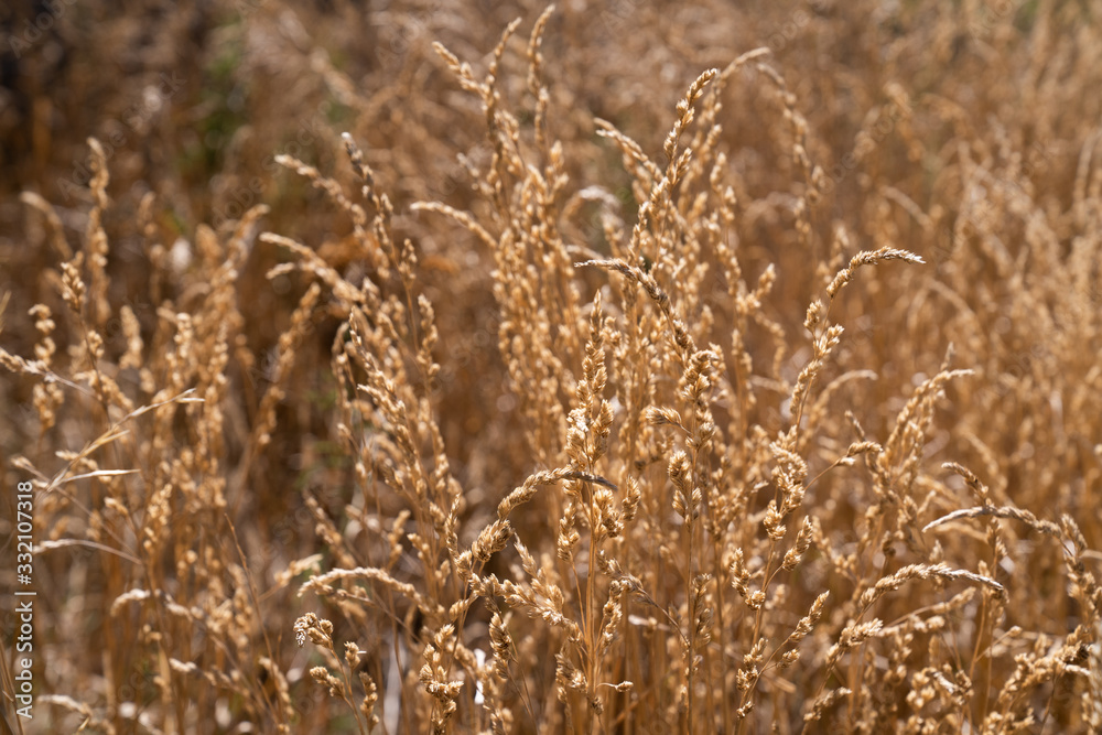 Fototapeta premium Dried Grass flower in meadow with sun lights.