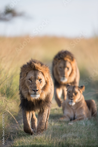 Quadro su tela Lion pride walking through grass