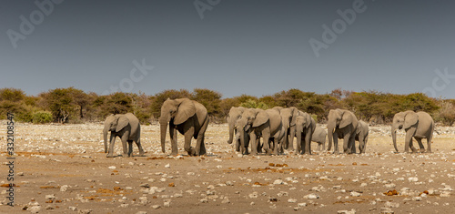 Photography Etosha elephants
