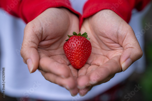 A fresh straw berries on a woman hand.