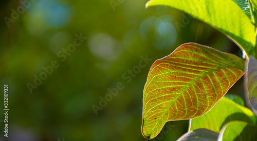 When Nature Embosses on the Leaves photo