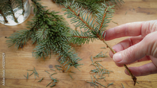 blue spruce propagation by cuttings 