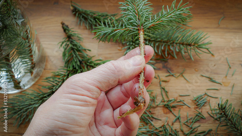blue spruce propagation by cuttings 