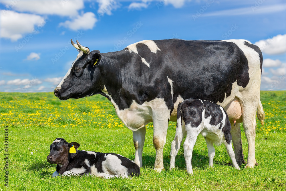 Mother cow with two calves in green meadow Mother cow with two calves in green meadow