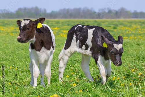 Close up two newborn calves in dutch meadow