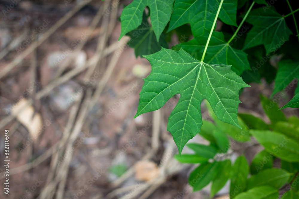 Cnidoscolus aconitifolius,chaya tree,tree spinach Cnidoscolus aconitifolius,chaya tree,tree spinach