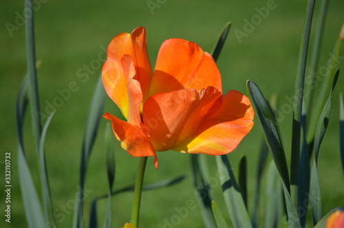Top view of one delicate vivid orange, yellow tulip in a garden in a sunny spring day, beautiful outdoor floral background photographed with soft focus