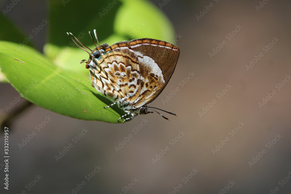 Fototapeta premium Schmetterling mit dem Namen Affenrätsel