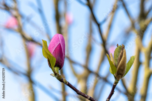 close up of a blossoming magnolia trees in Maastricht during spring time bringing happiness and good feelings to people after winter season.