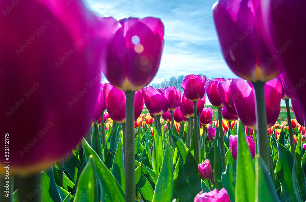 Beautiful spring landscape with tulips in the fields of Holland close-up.