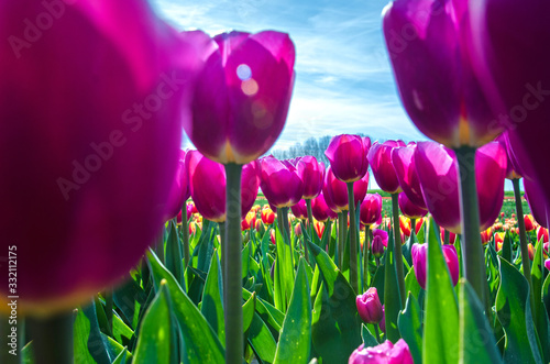 Beautiful spring landscape with tulips in the fields of Holland close-up.