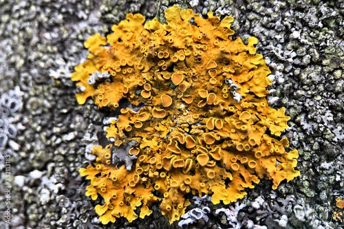 Background of yellow lichen closeup.