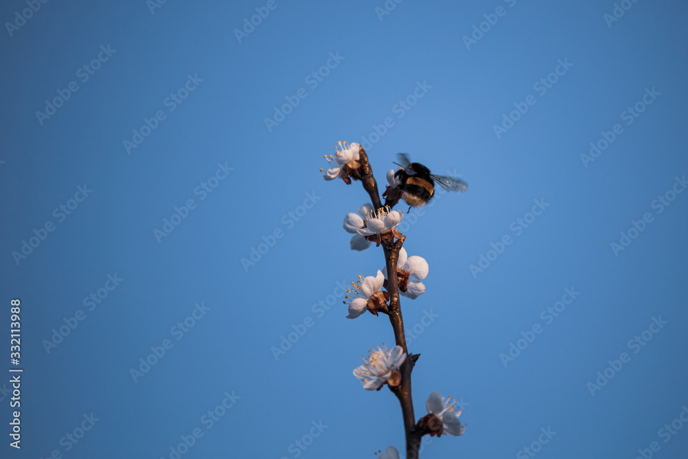 Early spring apricot flower blossom and a hard working bumblebee pollinating it.