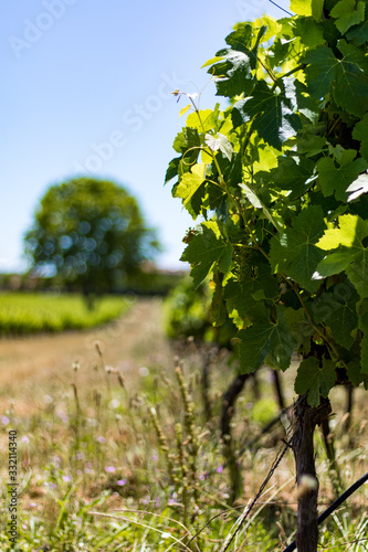 Vignes du vignoble de Teyran (Occitanie, France)