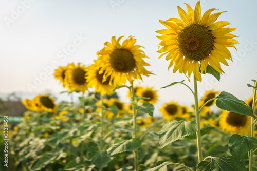 Sunflower field with cloudy blue sky. focus right