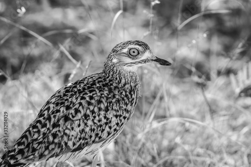 portrait of african thick knee photo