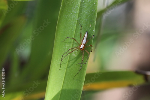 Spinne in Sri Lanka - Oxyopes shweta photo