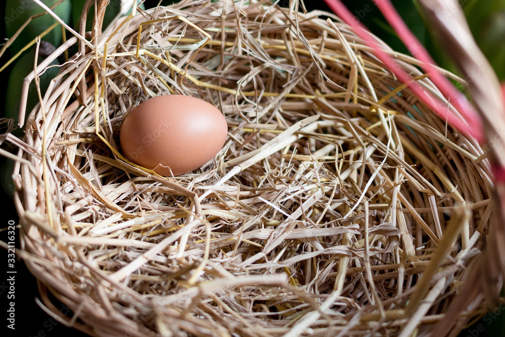 Fresh egg in the nest in morning light. Fresh egg in the nest in morning light.