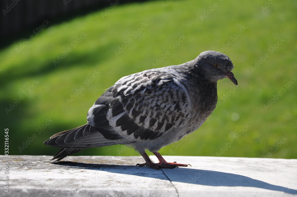 Obraz premium pigeon in the park