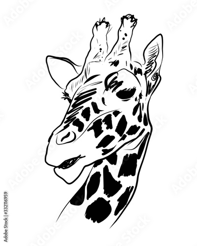 giraffe head vector graphic illustration black and white.The head of an animal giraffe in vector is suitable for printing on t-shirts, sticks.