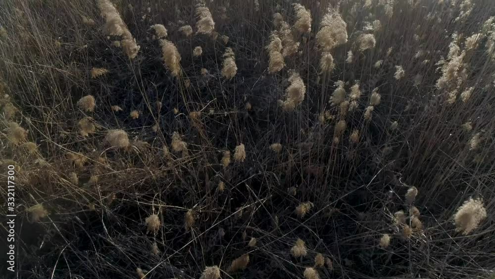 Dry grass burning. Climate change and ecology Dry grass burning. Climate change and ecology