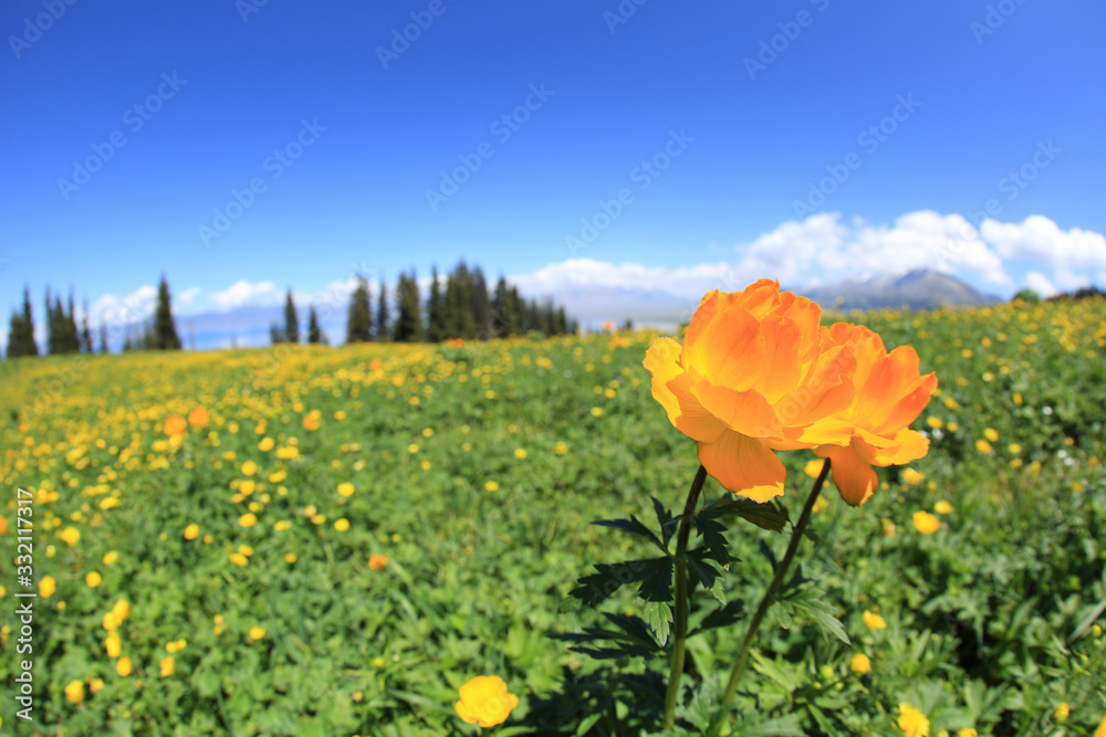 Beautiful landscape with yellow flowers on high altitude grassland
