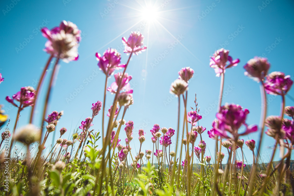 Fototapeta Kwiaty Beautifu pod błękitnym niebem