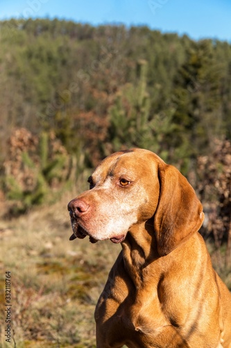 Hungarian Pointer (Vizsla) in the forest. Training of hunting dogs. Spring walk in nature. Morning sun. Old hunting dog on a walk.