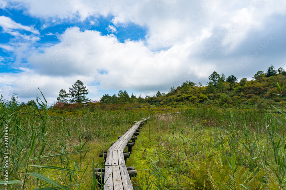 Fototapeta premium Wooden elevated footpath in the forest. Environment conservation, protection