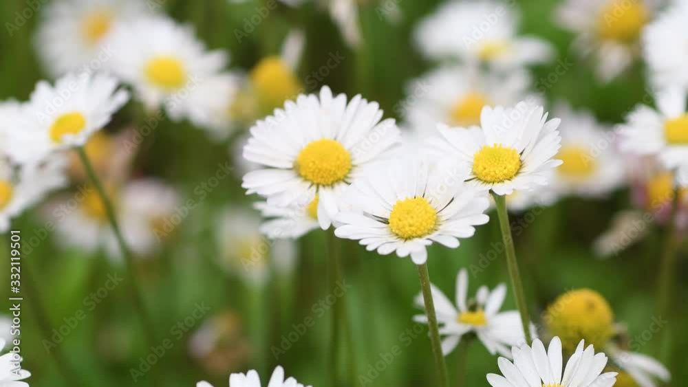 closeup of beautiful daisies in the garden swaying in the wind. rack focusing. 4K Ultra HD Video closeup of beautiful daisies in the garden swaying in the wind. rack focusing. 4K Ultra HD Video