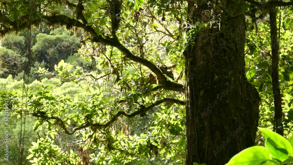 Numerous birds buzzin in brightly light cloud forest jungle Numerous birds buzzin in brightly light cloud forest jungle