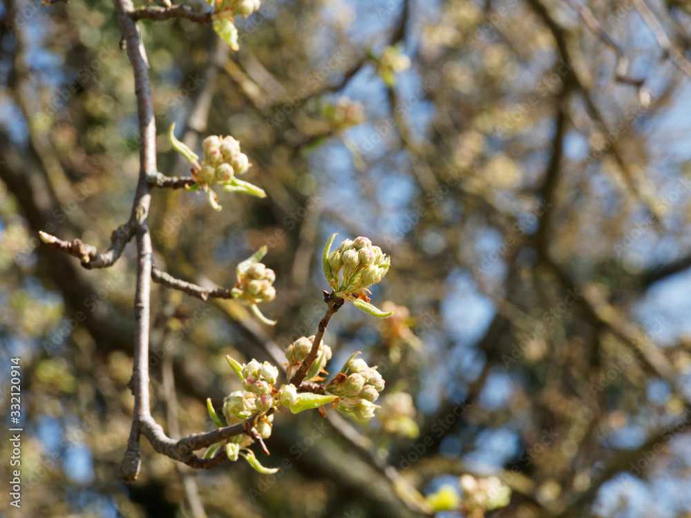 Pyrus communis | Floraison printanière du Poirier commun Pyrus communis | Floraison printanière du Poirier commun