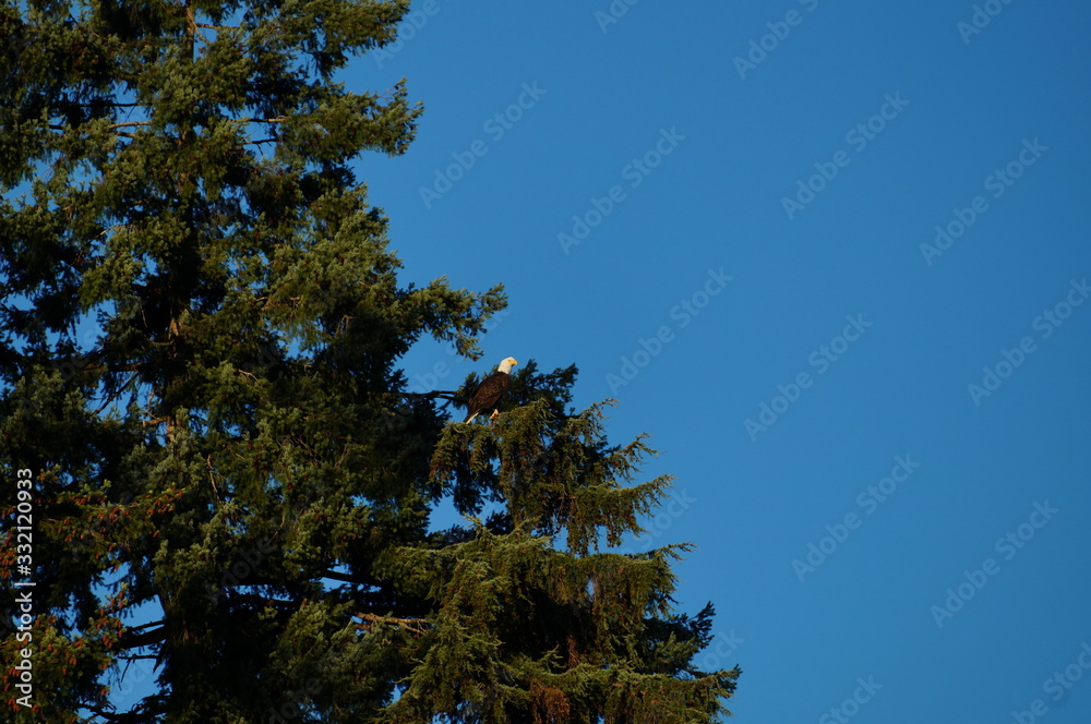 Obraz premium Seeadler, Kanada