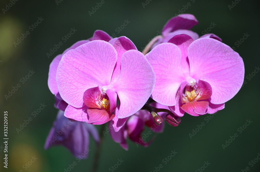 Close up of vivid pink purple Phalaenopsis orchid flowers in full bloom in a garden pot in a sunny summer day, beautiful outdoor floral background photographed with soft focus Close up of vivid pink purple Phalaenopsis orchid flowers in full bloom in a garden pot in a sunny summer day, beautiful outdoor floral background photographed with soft focus