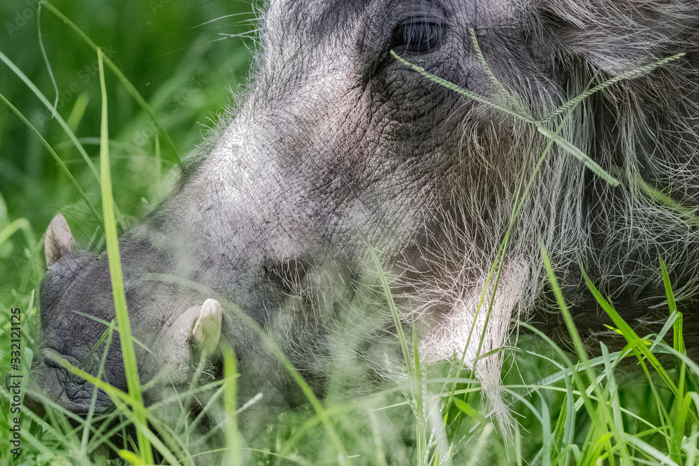 Fototapeta premium wild boar face close up
