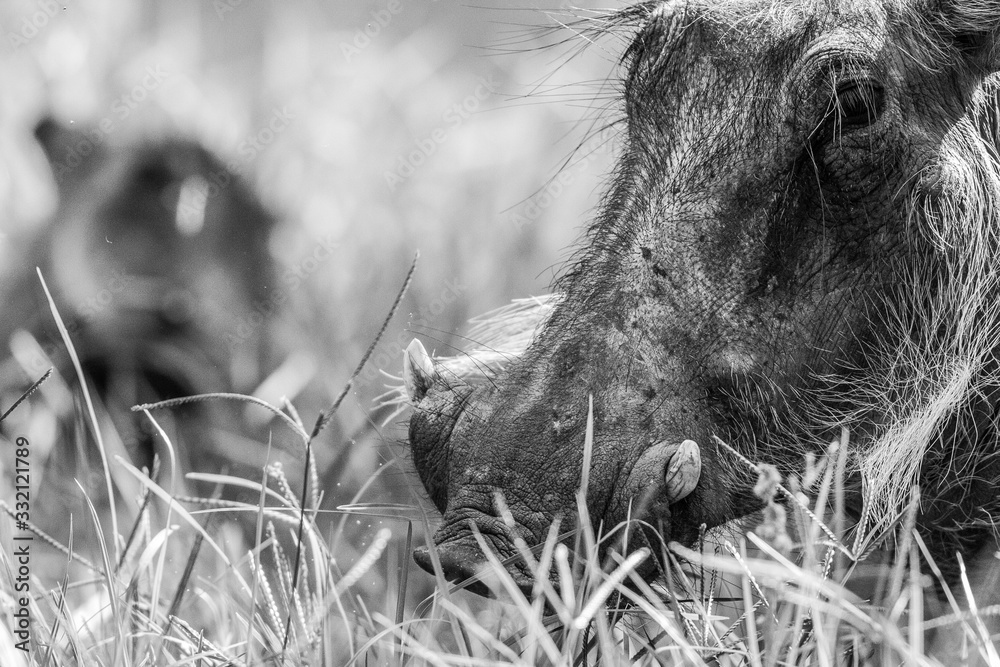 wild boar face close up black and white wild boar face close up black and white