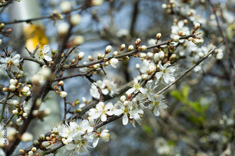 Beautiful flowering tree branch. Spring flower background over blue sky.