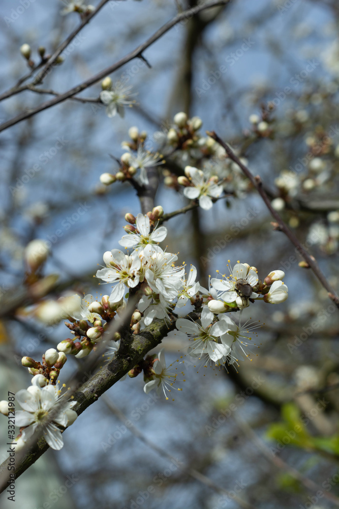 Beautiful flowering tree branch. Spring flower background over blue sky. Beautiful flowering tree branch. Spring flower background over blue sky.