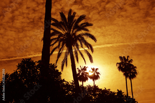 Silhouette of Palm trees