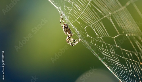 Tableau sur toile Spinne
