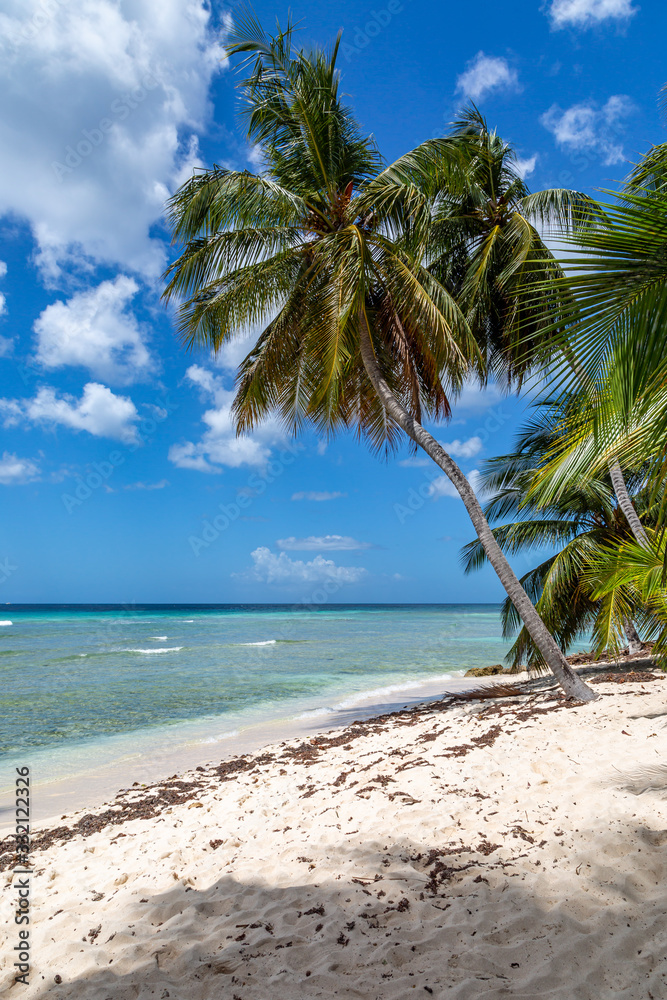 Obraz premium A Barbados Beach With Palm Trees