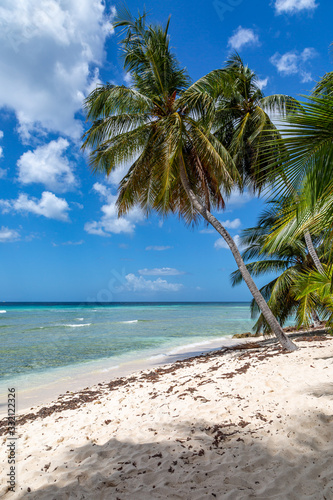 A Barbados Beach With Palm Trees