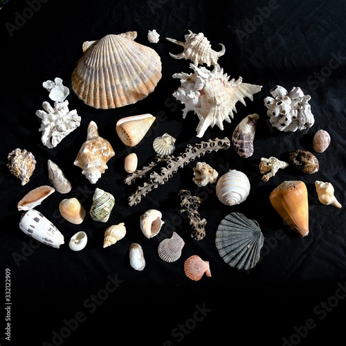 Maritime Vielfalt - Schöne Sammlung von Muscheln und Meeresschnecken sowie einer Koralle photo