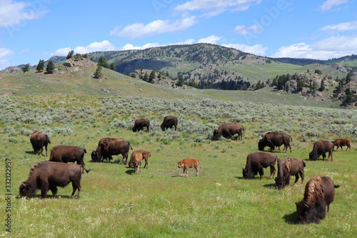 Bisonherde im Yellowstone Nationalpark, USA