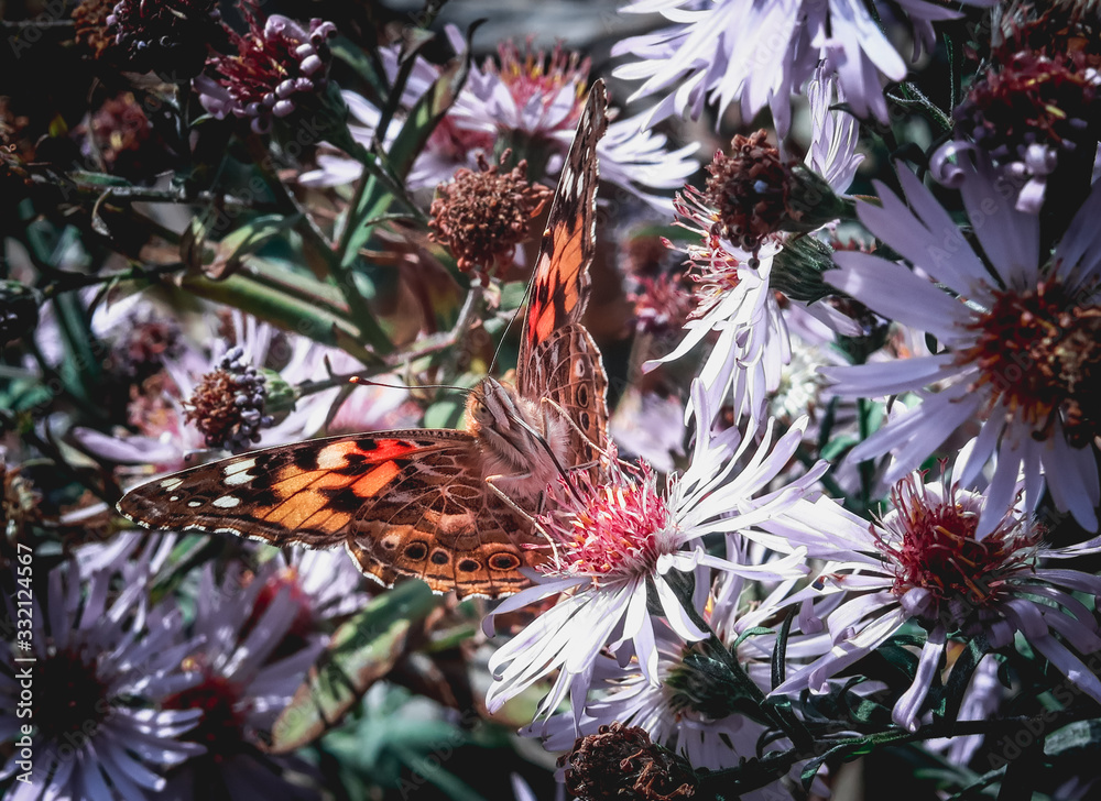 Fototapeta premium A butterfly drinking nectar from a flower